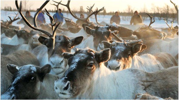Locals rely on the reindeers