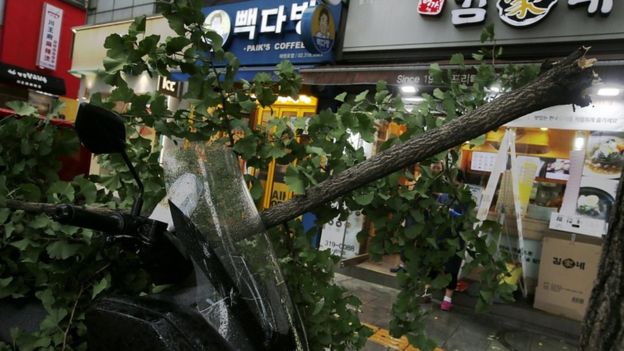 A tree is toppled by Typhoon Lingling in Seoul, South Korea, 7 September 2019