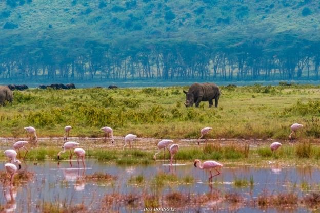Hồng hạc và tê giác ở hồ Naivasha, Kenya