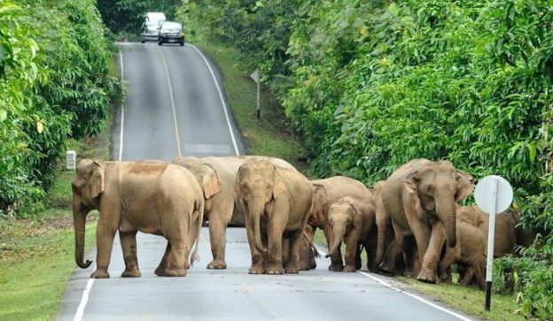 A group of elephants cross a road as cars approach