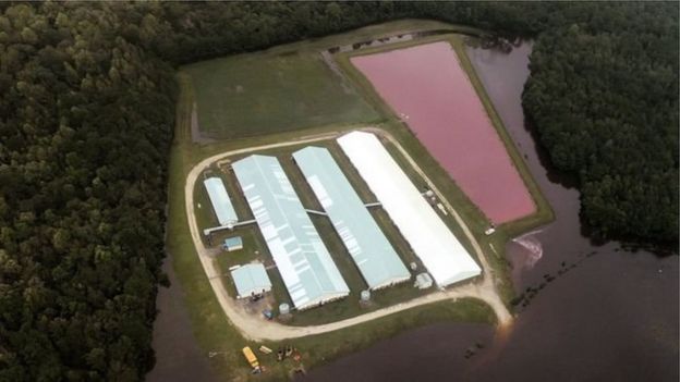 Fazenda de porcos na Carolina do Norte