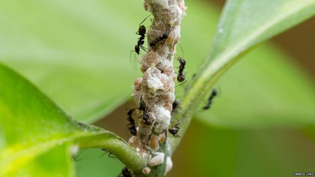 خمسة كائنات حية تهدد النظام البيئي في أوروبا _98124546_ants