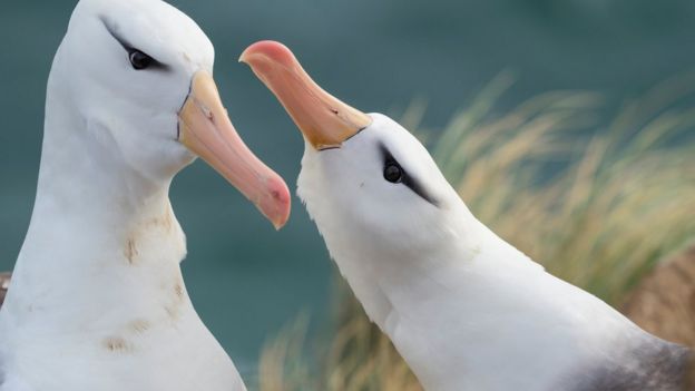 Climate change causing albatross divorce, says study - BBC News