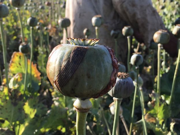 opium poppy