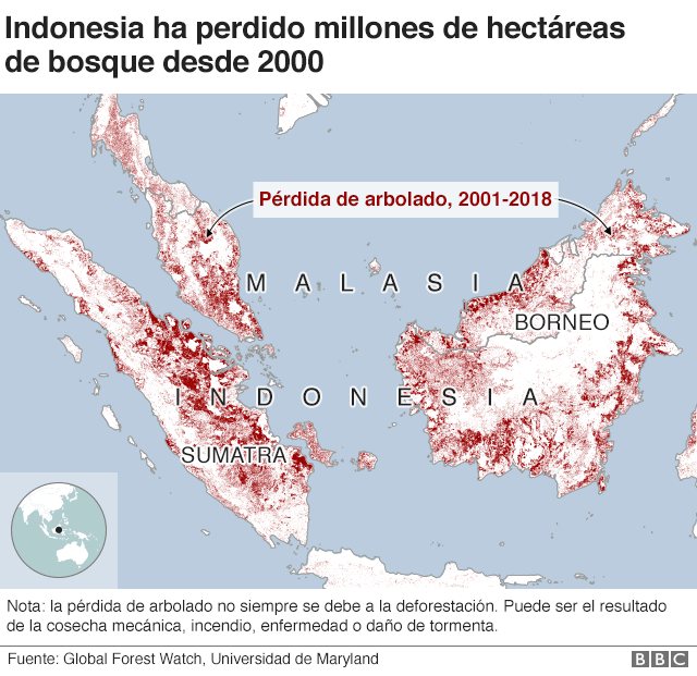 Gráfico pérdida de bosque en Indonesia.