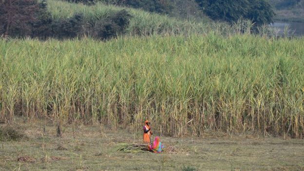 This photograph taken on December 6, 2018 shows an Indian farmer harvesting sugarcane crop in a field on the outskirts of Ayodhya in northern Uttar Pradesh state