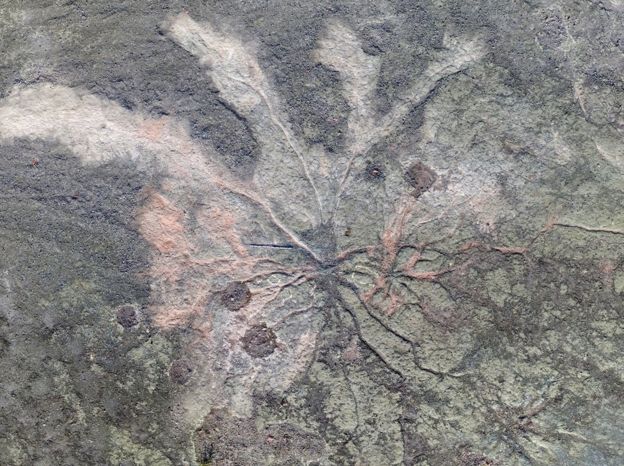 Fóssil de árvore com ramificações em pedra
