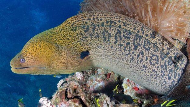 لماذا لا تستحق الأسماك أن توصم بضعف الذاكرة؟