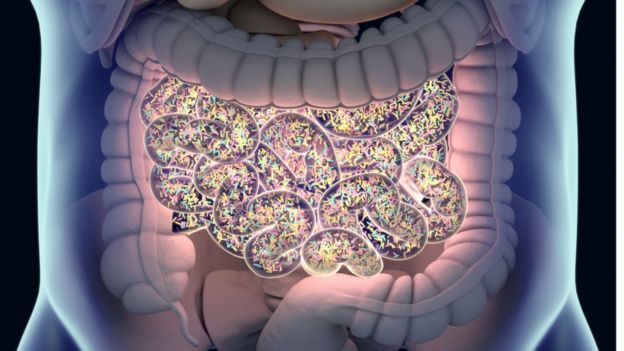 Ilustração de intestino
