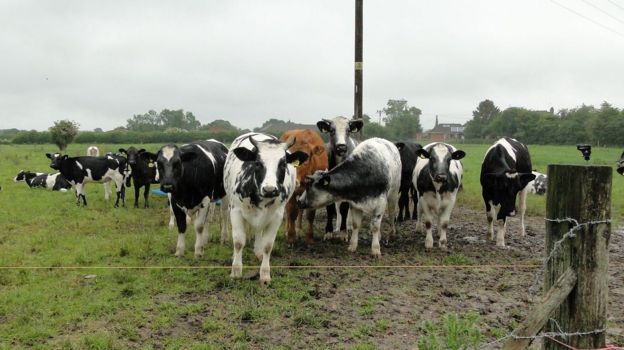 Farms faced cattle restrictions after bovine TB rules breached - BBC News