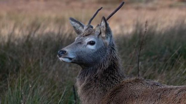 Police appeal after deer found beheaded in Inverness - BBC News