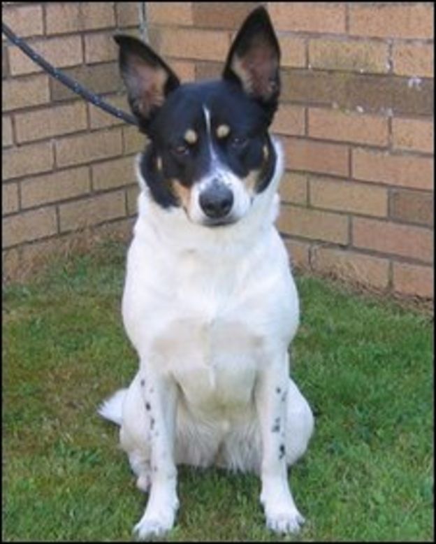 Dog thrown into River Clyde from bridge BBC News