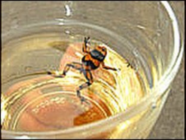 Exotic frogs reared in redbush tea in Gloucestershire - BBC News