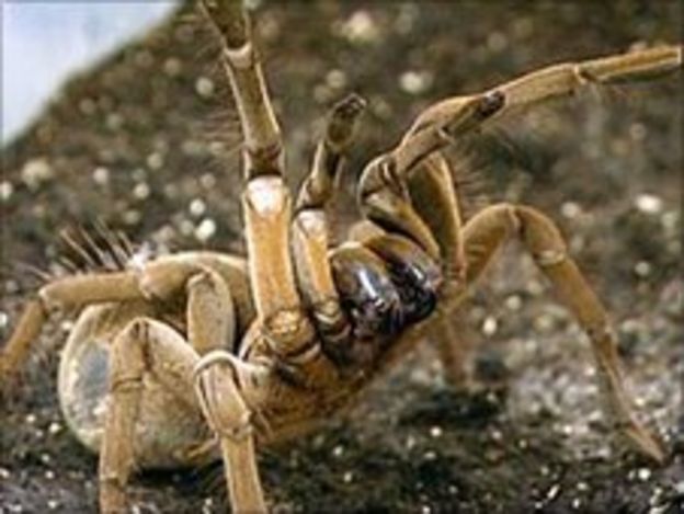 Witney Evictee's Tarantula Goodbye Gift - Bbc News