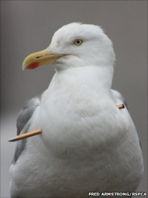 Plea after gull shot with crossbow in Rhyl - BBC News