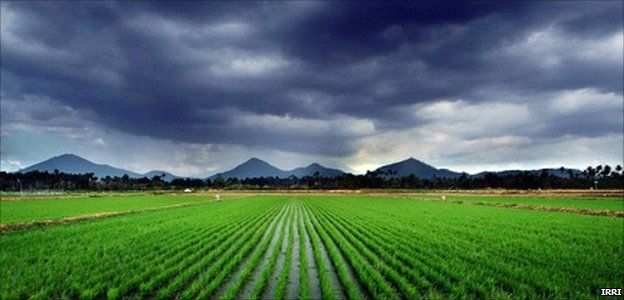Rice fields and dark clouds
