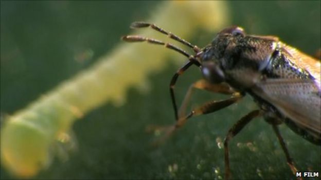 Plants send SOS signal to insects - BBC News