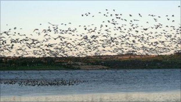 Pink Footed Geese Return To Scotland Bbc News