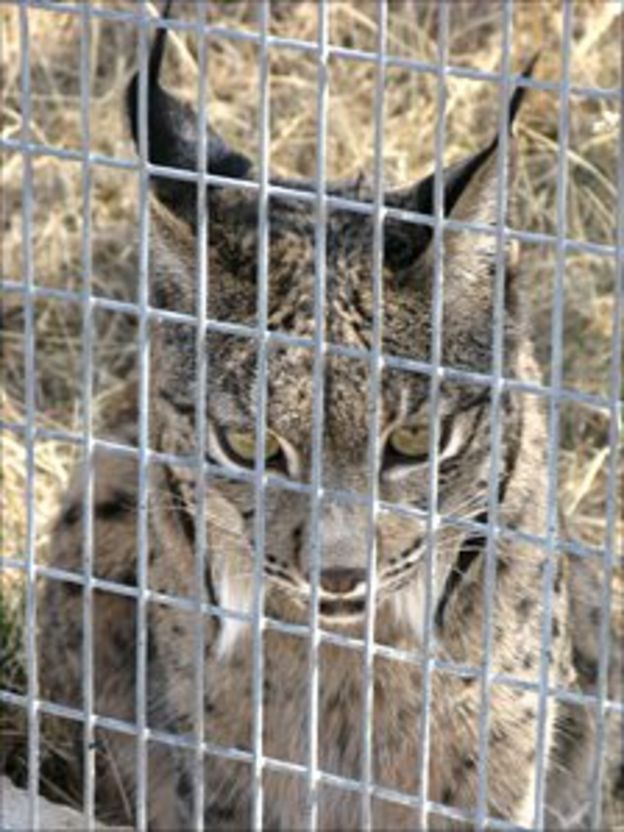 Iberian lynx Radical moves for world's rarest cat BBC News