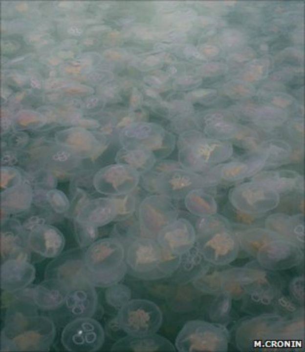 Jellyfish 'may benefit from ecosystem instability' BBC News