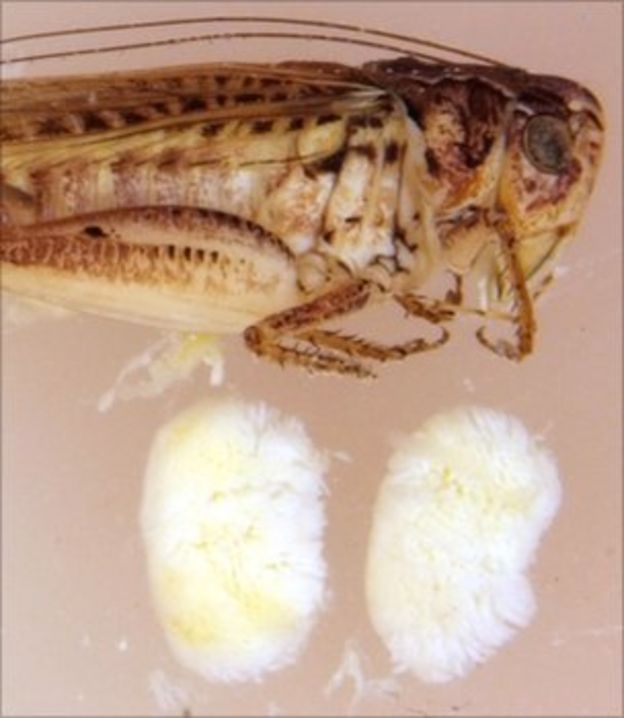 Bush cricket testicle size clue to promiscuous mating BBC News