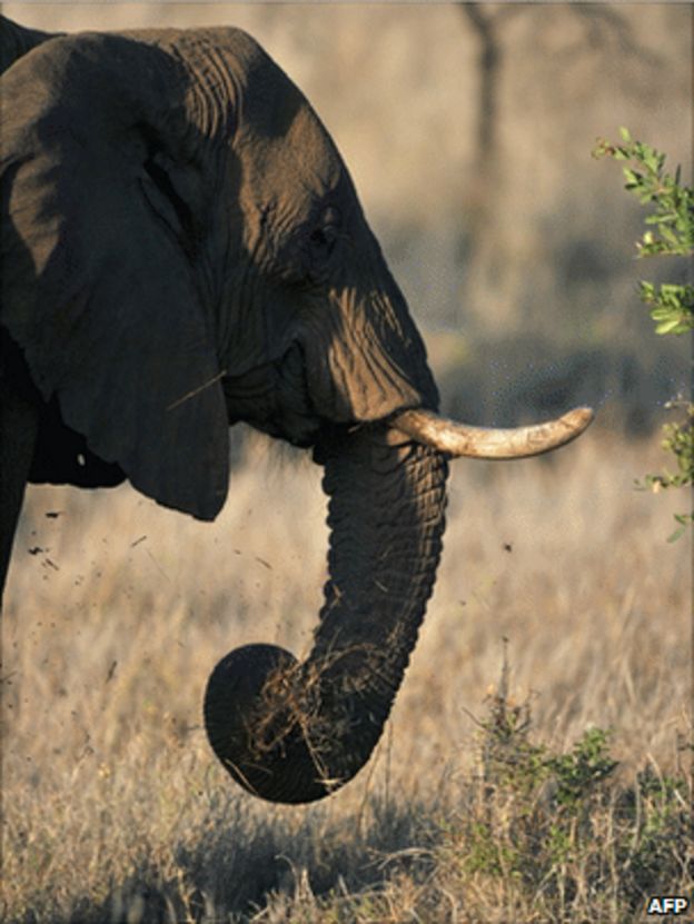 African Elephant Is Two Species Researchers Say Bbc News