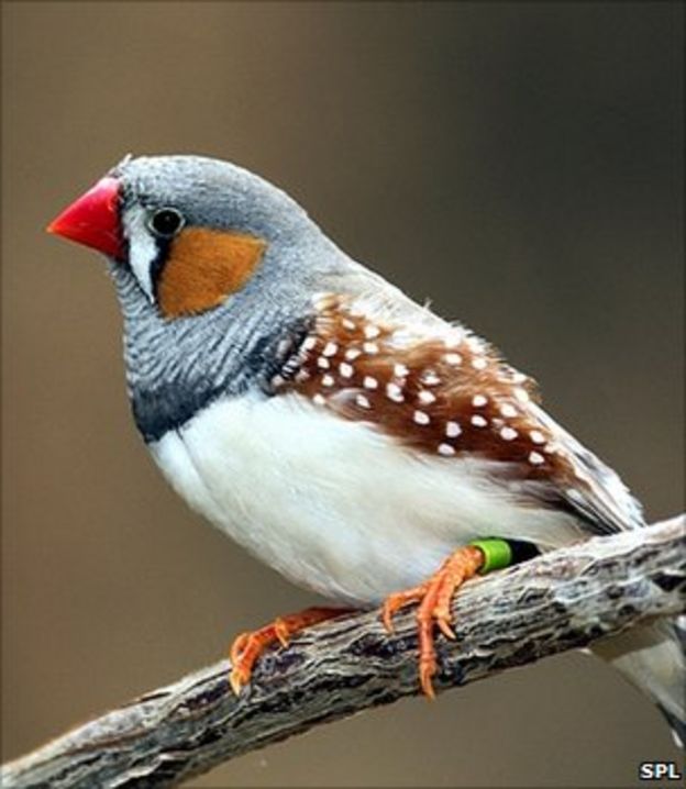 Simple rubber device mimics complex bird-song - BBC News