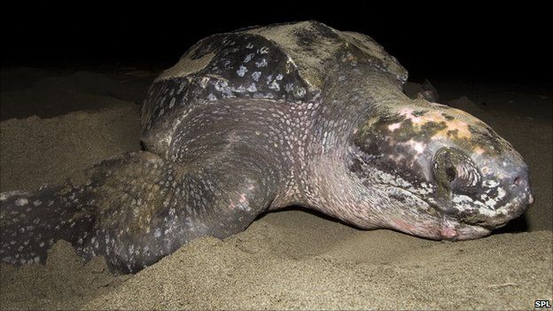 Leatherback turtles tracked on Atlantic 'danger' trips - BBC News