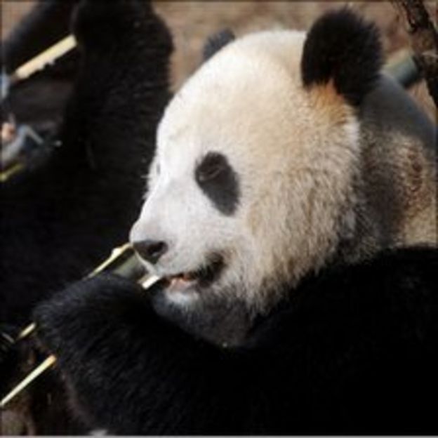 Why Do We Love Pandas Bbc News