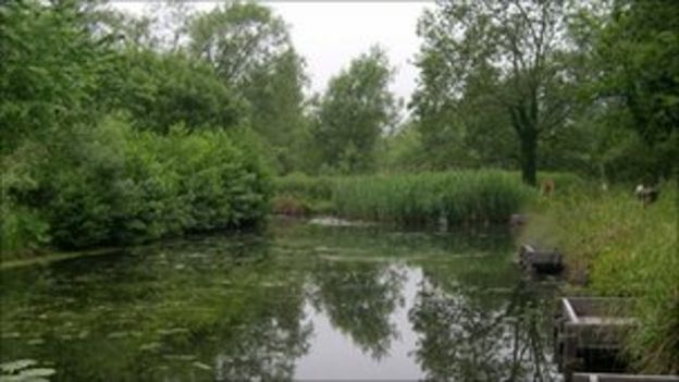 Surrey Wildlife Trust Turns Pond Into Wetland Habitat Bbc News