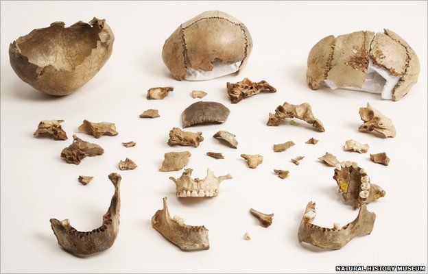 Skull bowls (Natural History Museum)