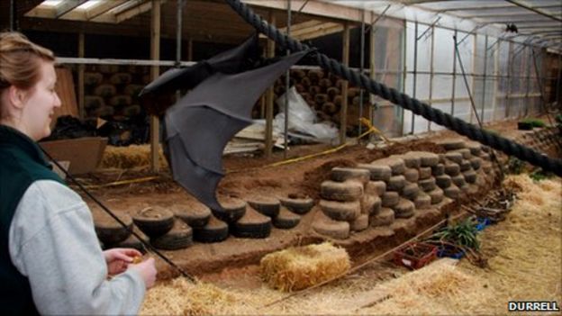 Bankers Build New Bat Tunnel At Durrell Bbc News