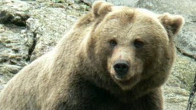 Man caught 'with bear in blanket' on Russian border - BBC News