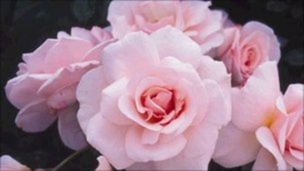 Royal wedding: William and Kate roses planted at Windsor - BBC News