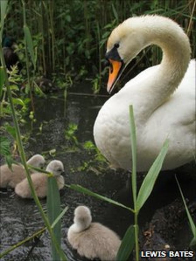 First in nine years hatch at Chard Reservoir BBC News