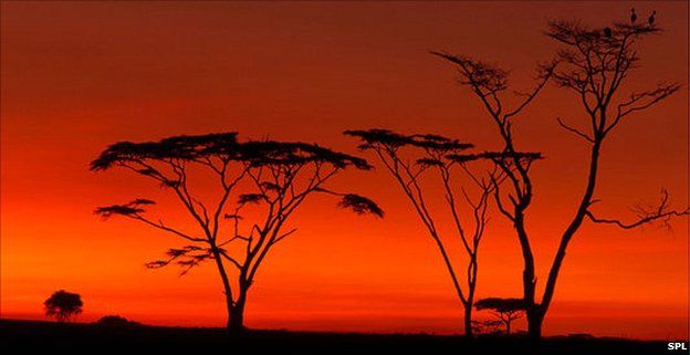 Sunset in the Serengeti