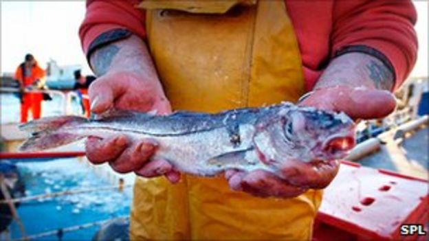 Nature's spring: Cod bounce back - BBC News