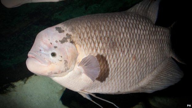 Chocoholic fish weaned off favourite snack - BBC Newsround