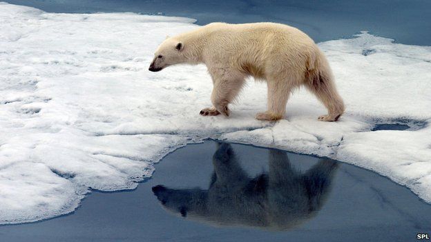 British man killed by polar bear in Norway - BBC Newsround