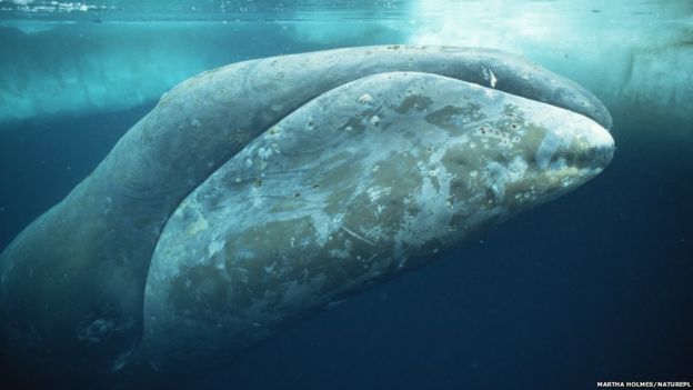 Pictures of giant whales up close! - BBC Newsround