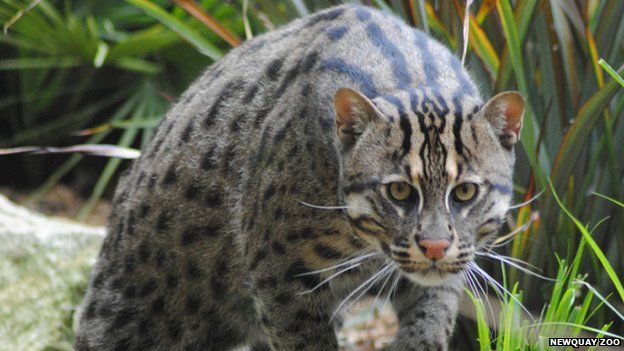 Rare fishing cat leaves Cornish zoo for Estonia - BBC Newsround