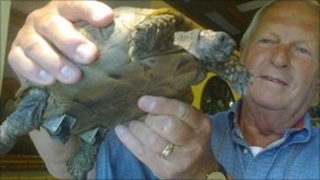 Goring-on-Thames tortoise fitted with wheels - BBC News