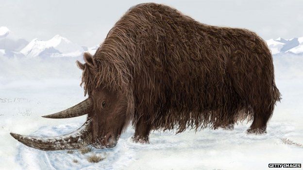 A drawing of what the woolly rhino might have looked like.