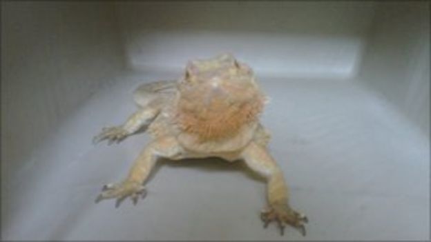 Bearded dragon dumped in Edinburgh supermarket toilets