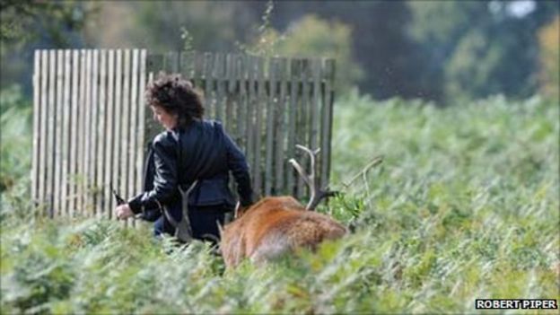 Bushy Park rutting stag attack caught on camera - BBC News