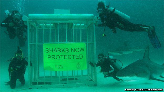 "Sharks now protected" underwater photoshoot