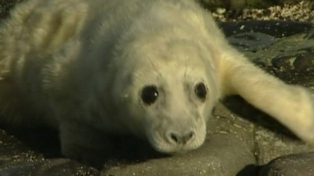 Seal joins Northumberland surfers in the waves - BBC News