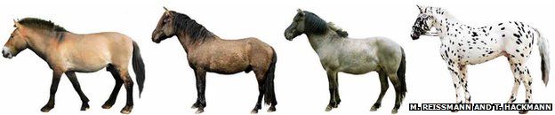 Przewalski horse and domestic horses (Credit: PNAS)