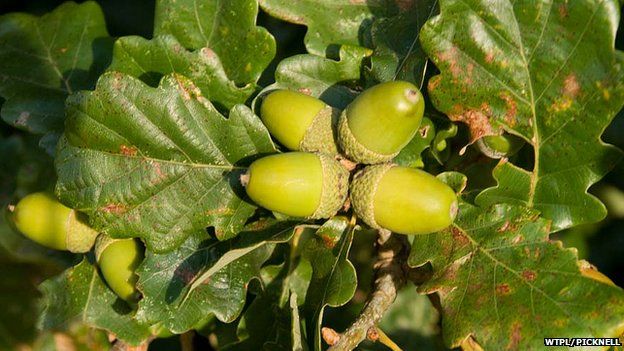 Trees are ripening earlier than 10 years ago - BBC Newsround