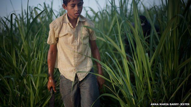 Boy in sugar cane fields, Nicaragua